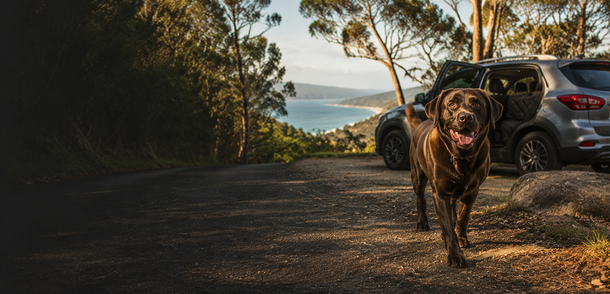 Golden retriever sitting on the black quilted Wagvora back-seat extender in a car parked by the coast