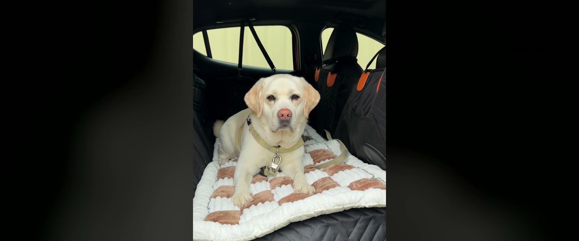 Labrador resting on the Wagvora travel bed on a back-seat extender inside a car