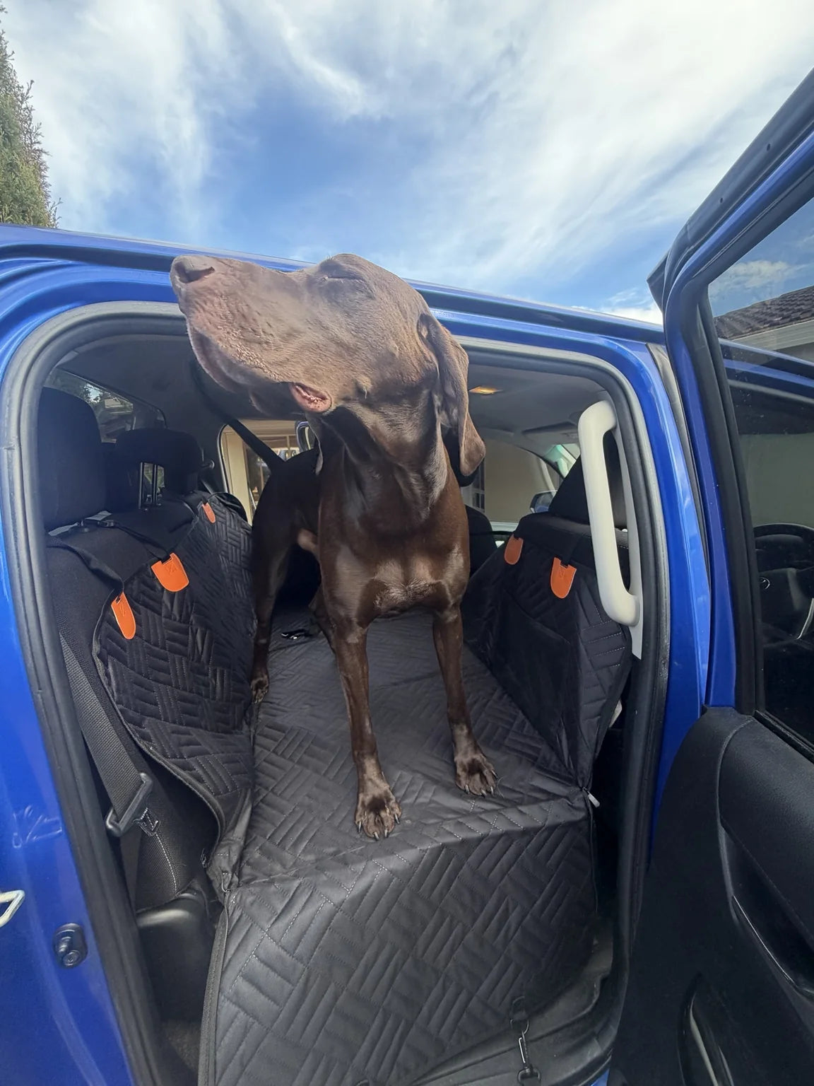 Large brown dog standing on the Wagvora back-seat extender and lifting its head towards the open car door and sky